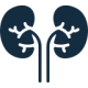 kidneys